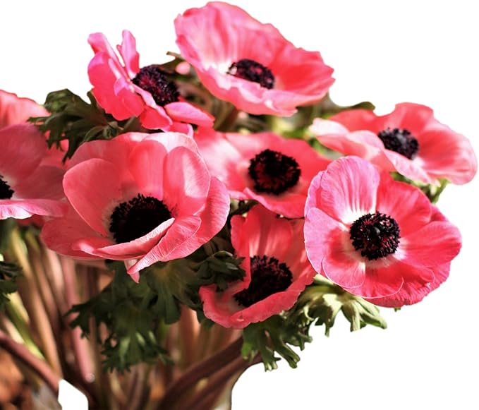 Easy to Grow Anemone Italian Mistral Plus Rosa Shocking 10 Plant Bulbs - Rose Pink Flowers in Spring, Full Sun Outdoor Zones 8-10