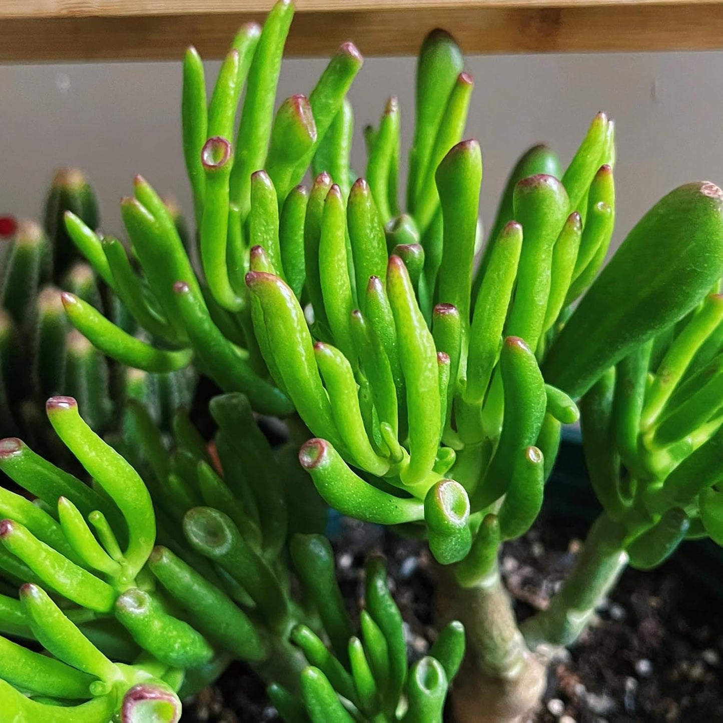 Sprout N Green Gollum Jade - Crassula Ovata Gollum, Rare Cute Succulent Plant Fully Rooted in 2" Pot