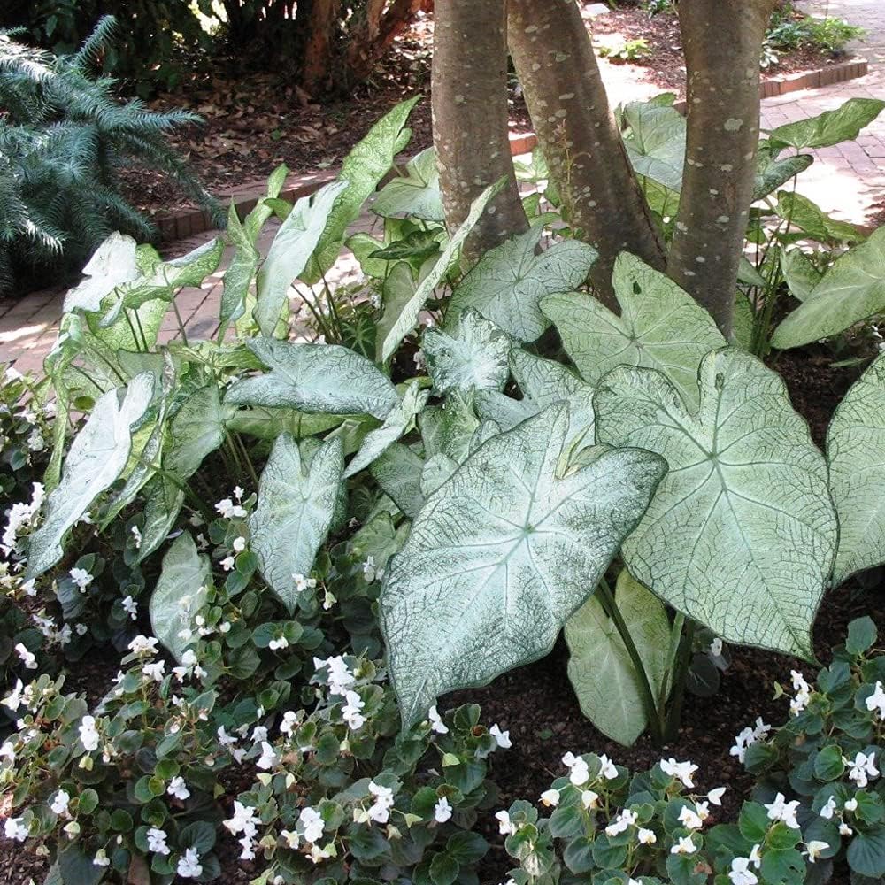 UtopiaSeeds June Bride Caladium Bulb - Fancy Leaf Caladium - 1 Caladium Root