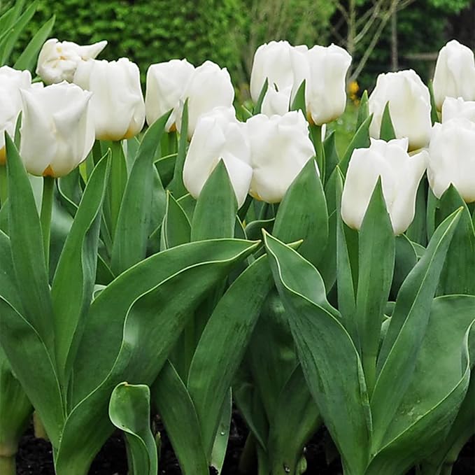 Mount Tacoma Double Late Tulip Bulbs (10-Pack) Elegant White Tulips for Fall Gardens – Hardy Tulip Bulbs for Fall Planting