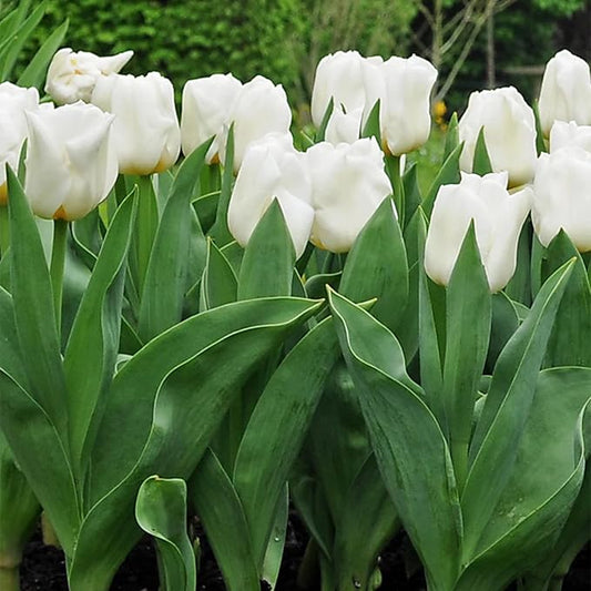 Mount Tacoma Double Late Tulip Bulbs (10-Pack) Elegant White Tulips for Fall Gardens – Hardy Tulip Bulbs for Fall Planting