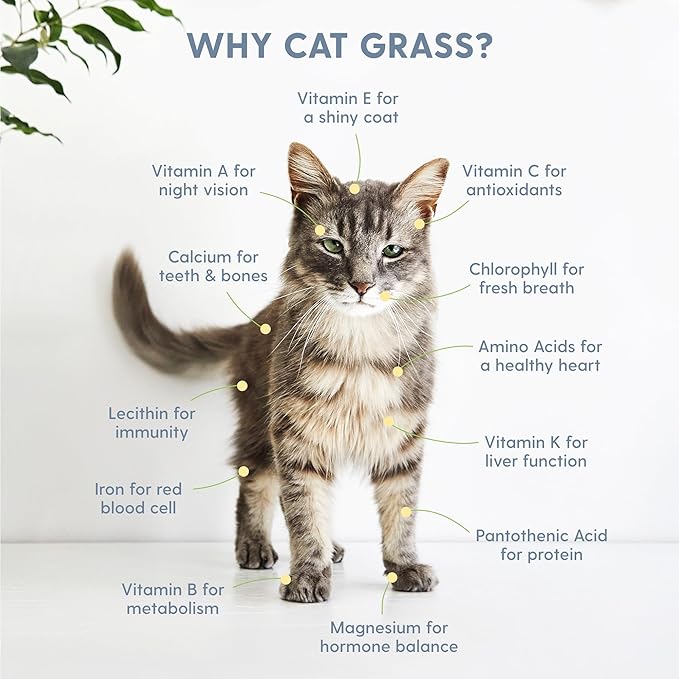 The Cat Ladies Hydroponic Cat Grass Growing Kit - Pet Grass Seed for Indoor Cats - Fast Growing Soil Free Catnip Plant Seeds to Grow Kitten Safe Plants - Just Add Water