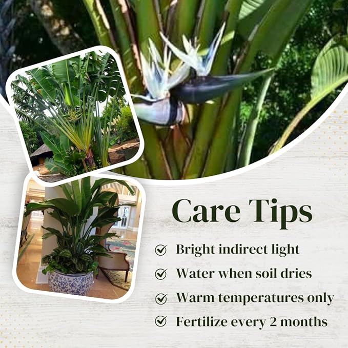 Bird of Paradise Plants Live (4-Pack), Strelitzia Plants with Perennial White Flowers, Indoor/Outdoor Plants, Exotic Tropical Decor, Not Artificial, 6-10" Height. 2" Pot