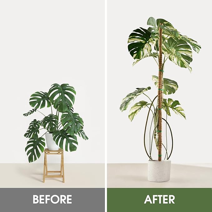 4 Pack Moss Pole, 50 Inch Moss Poles for Climbing Plants Stakes Indoor Monstera Support Tall Large Bendable Long Coco Coir DIY for Potted Plants, Pothos, Philodendron