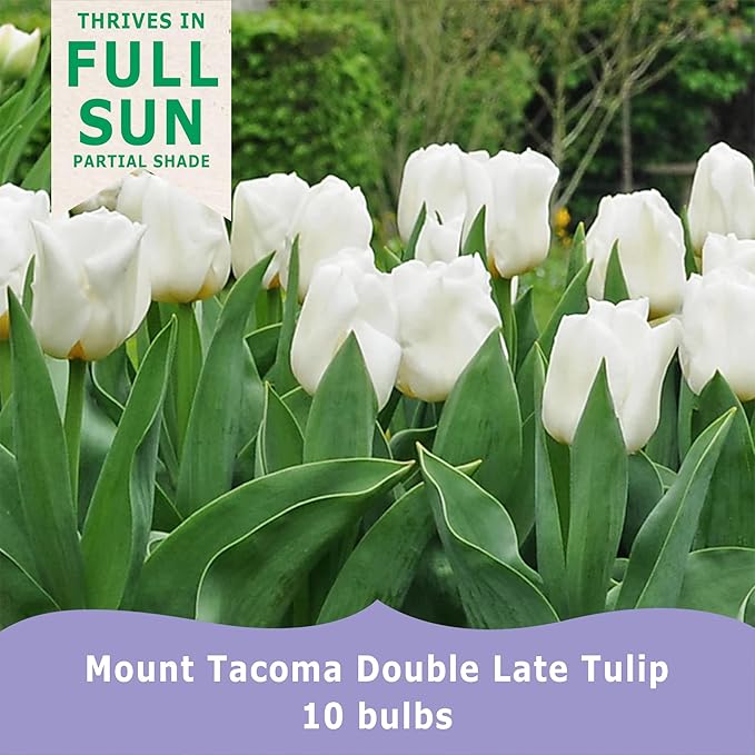 Mount Tacoma Double Late Tulip Bulbs (10-Pack) Elegant White Tulips for Fall Gardens – Hardy Tulip Bulbs for Fall Planting