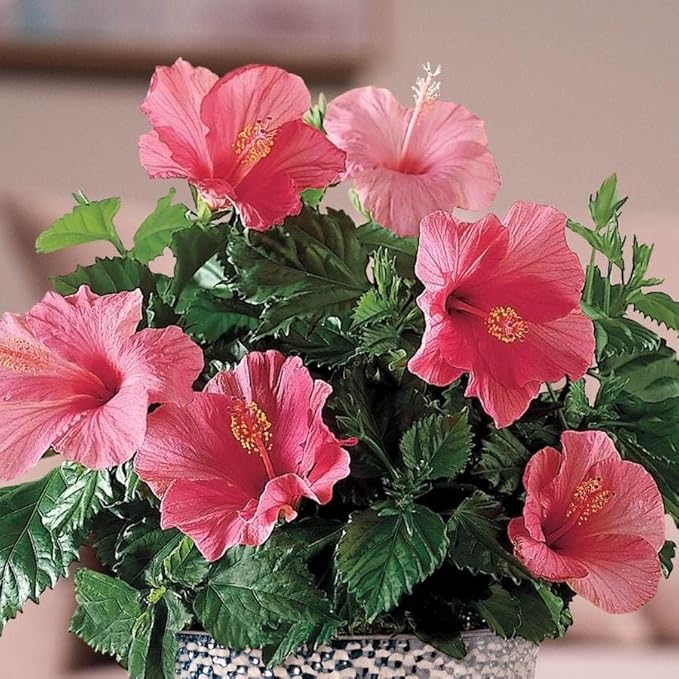 Pink Hibiscus. rosa-sinensis. Live Plant - Tropical Blooming Hibiscus, Pretty Flowers, Used in Tea and Juice (4 Pink Hibiscus sacs)