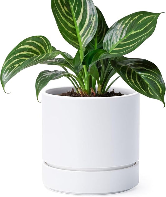 Phoenix Vine 6 Inch Planter Pot with Drainage Hole & Saucer, Deep Water Catch Tray, Straight Cylindrical Round Pot for Plants, Matte White, Pack of 1, 23-B-S-1