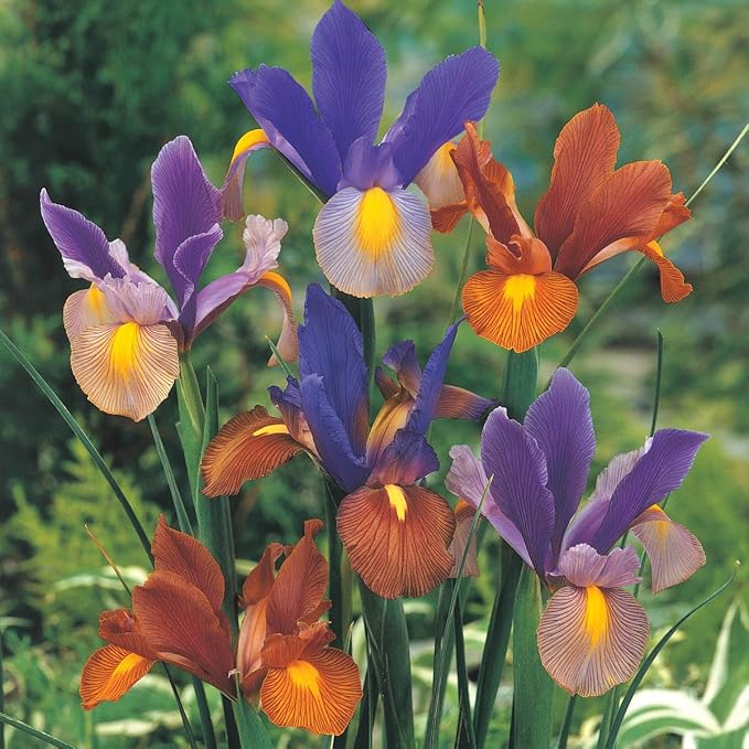 BRECK'S - Bronze Dutch Iris Mixture Dormant Spring Flowering Bulbs - Each Offer Includes 25 Bulbs