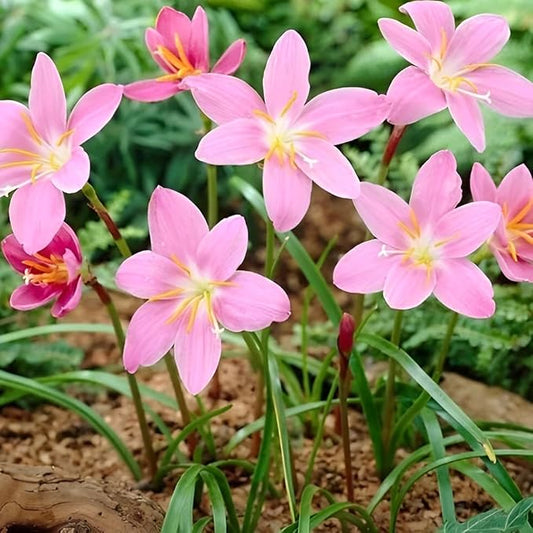 Zephyranthes Robustus Bulbs - Long Lasting Blooms, Perennial Rain Lily Bulk & Wholesale Bulbs for Planting | Easy to Grow and Low Maintenance (12 Pack)