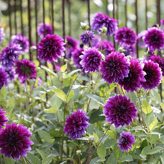 Thomas Edison Dahlia Bulbs | Perennial, Large Blooms, Dahlia Flowering Bulbs for Planting - Huge Purple Blooms - Easy to Grow, Perfect for Cut (4 Pack)