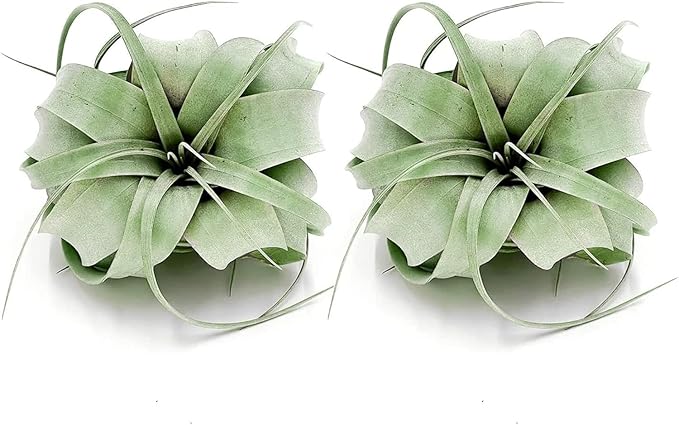 Air Plants - Tillandsia Xerographica, Regular 3-5” - 1ct - Live Arrival Gauranteed - House Plants for Home Decor & Gift