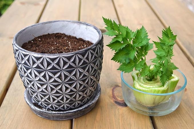 Premium Celery Potting Soil Mix - Optimal Nutrient-Rich Blend for Thriving and Crisp Celery Plants - 5 Quart