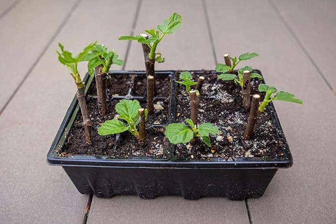 Gardzen 10 Pack Seed Starting Tray, Plant Germination Trays, Seed Starter Kit with Adjustable Humidity Vented Dome, Plant Growing Kit 6.6" x 4.5", Total 120-Cell, Black