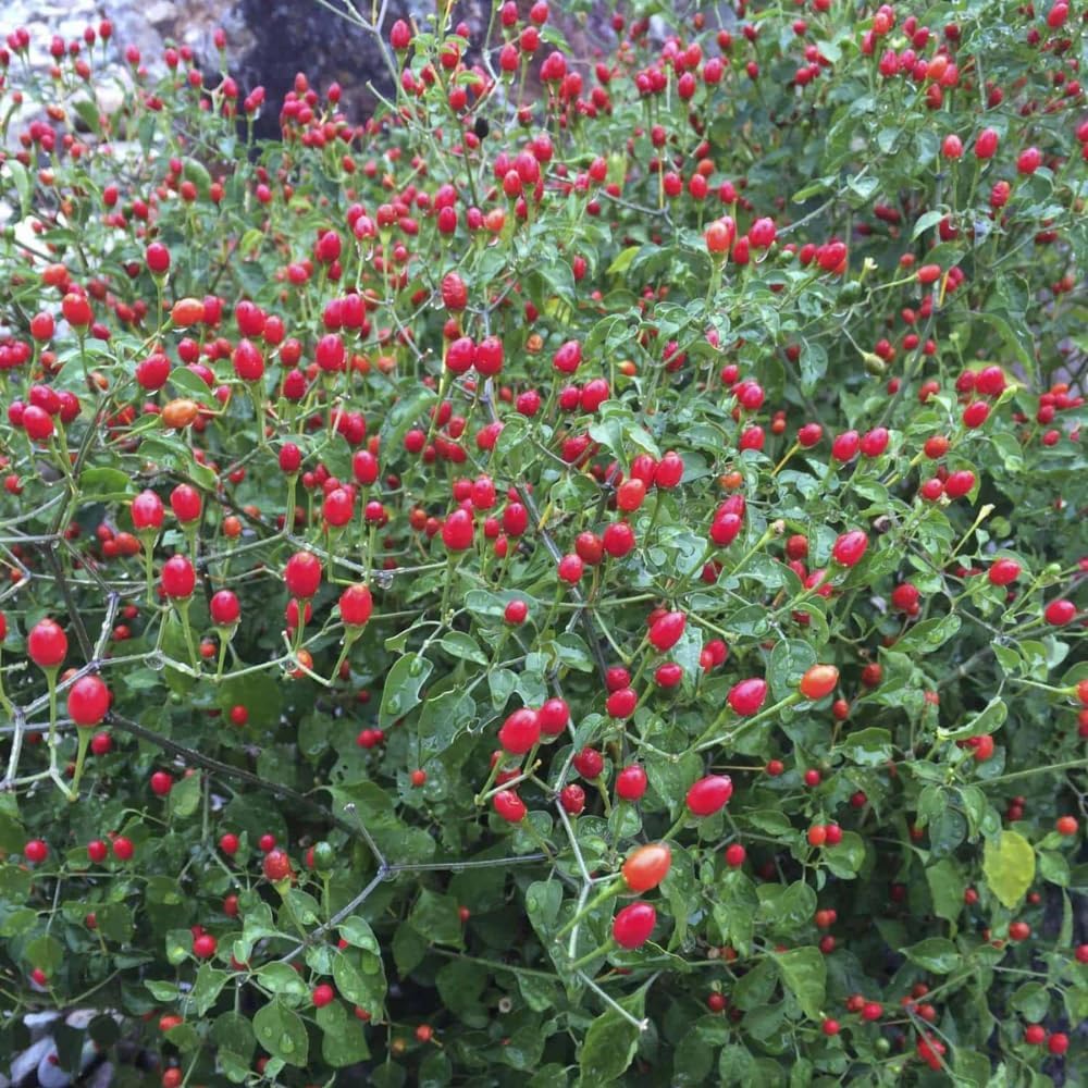 2 Pequin Hot Pepper Plants Live in 2.5 Inch Pot for Planting Outdoor, 2 Plants in 1 Pot