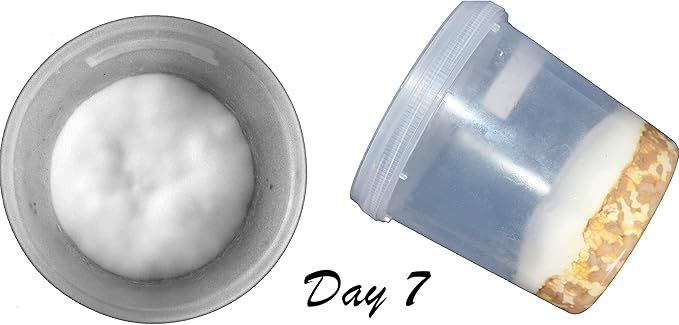 Root Mushroom Farm- Mushroom Grow kit -Cordyceps Militaris