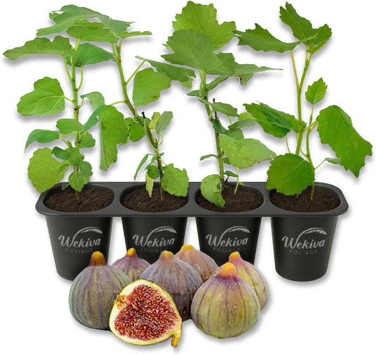 Chicago Hardy Fig Tree - 4 Live Starter Plants - Ficus Carica - Edible Fruit Tree for The Patio and Garden