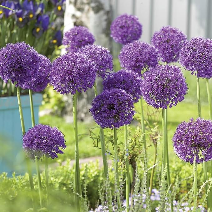 Purple Sensation Allium - Allium aflatuense Flower Bulbs - 5 Bulbs per Pack - Attracts Butterflies and Hummingbirds - Deer Resistant - Good as Cut Flowers - Perennializing - Easy to Grow Live Plants