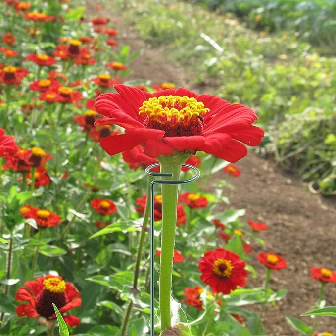 HiGift 20 Pack 24 Inch Plant Support Stakes, Single Stem Flower Support Stakes and Rings for The Garden, Metal Garden Stakes for Tall Plant Vegetables Amaryllis Orchid Lily Sunflower Rose Narcissus