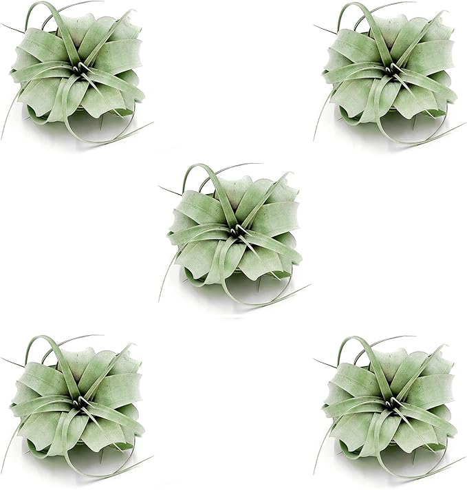 Air Plants - Tillandsia Xerographica, Regular 3-5” - 5ct - Live Arrival Gauranteed - House Plants for Home Decor & Gift