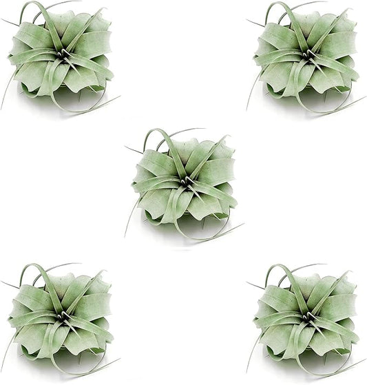 Air Plants - Tillandsia Xerographica, Regular 3-5” - 5ct - Live Arrival Gauranteed - House Plants for Home Decor & Gift
