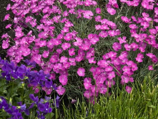 Greenwood Nursery: Live Perennial Plants - Firewitch + Dianthus Gratianopolitanus - [Qty: 10x 3.5 Pots] - (Click for Other Available Plants/Quantities)