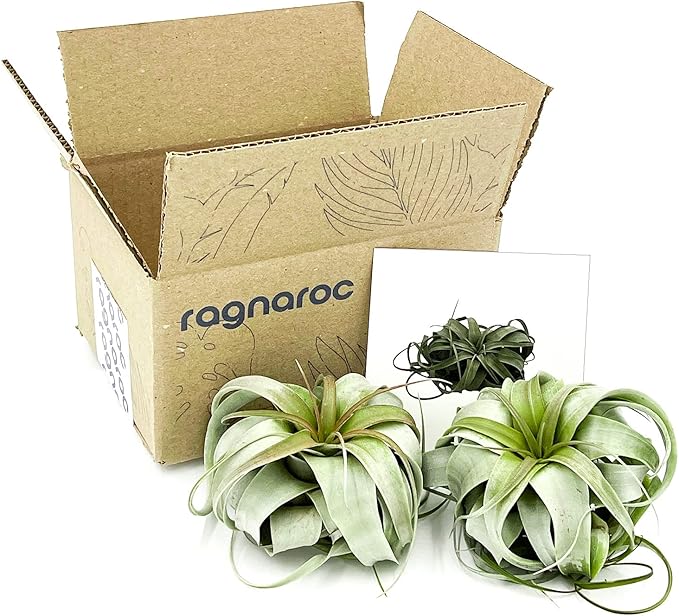 Air Plants - Tillandsia Xerographica, Large 5-7” - 2ct - Live Arrival Gauranteed - House Plants for Home Decor & Gift