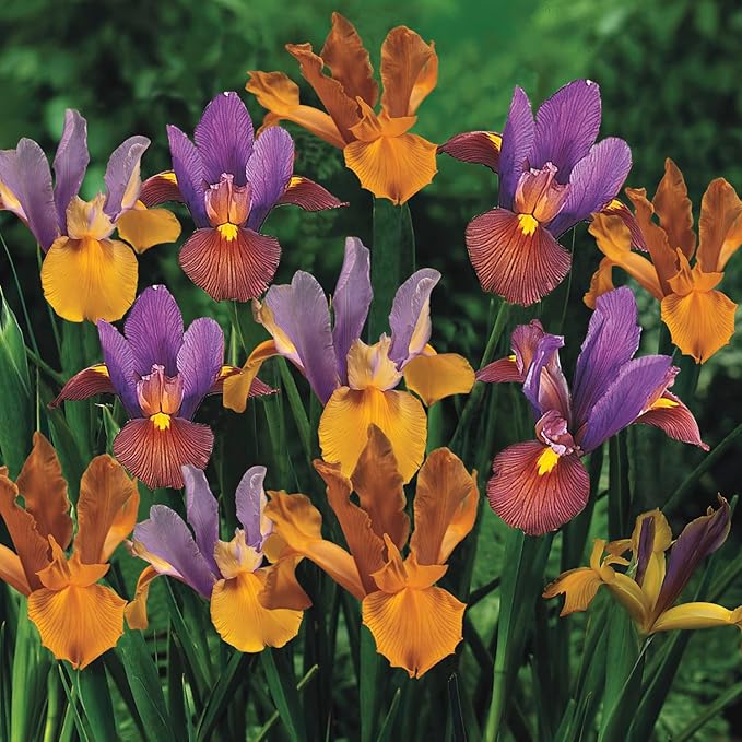 BRECK'S - Bronze Dutch Iris Mixture Dormant Spring Flowering Bulbs - Each Offer Includes 25 Bulbs
