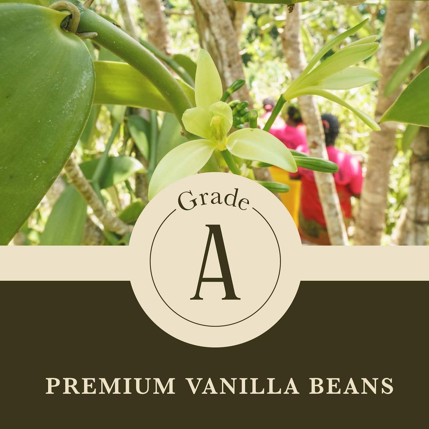 16 oz (1 lb) Organic Madagascar Whole Vanilla Beans, Grade A Vanilla Pods, Premium Vanilla Beans for Making Extract & Baking - Cook’s