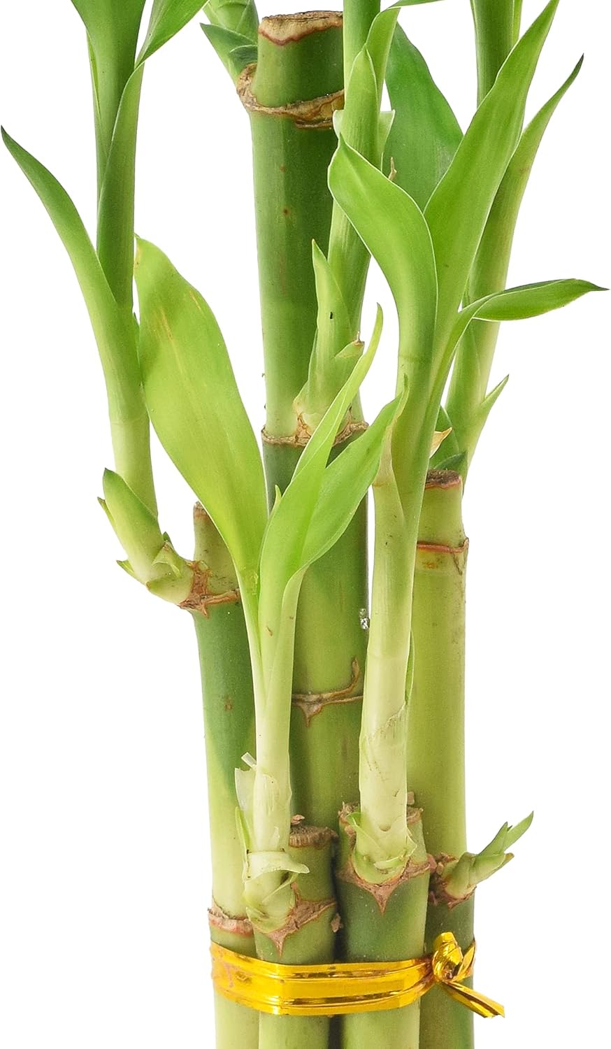 5-Stem Lucky Bamboo, Live Indoor Plant in Dimension II Ceramic Planter for Home, Work, or Gift, Tan ***Cannot Ship to Hawaii***