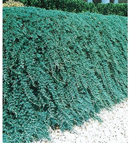 Blue Rug Juniper | 10 Live Plants | Juniperus Horizontalis | Ground Cover Evergreen | Drought Tolerant Landscaping