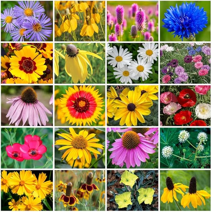 Park Seed Grow Your Own Vibrant Annual and Perennial Wildflower Garden Seeds Mixture, Easy to Grow Varieties for Pollinators and Spring Gardens - Midwest Regional Mix, 50 lbs