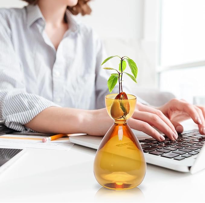 Avocado Vase Avocado Seed Starter Vases Trees Live Plants Growing kit Glass 2pc