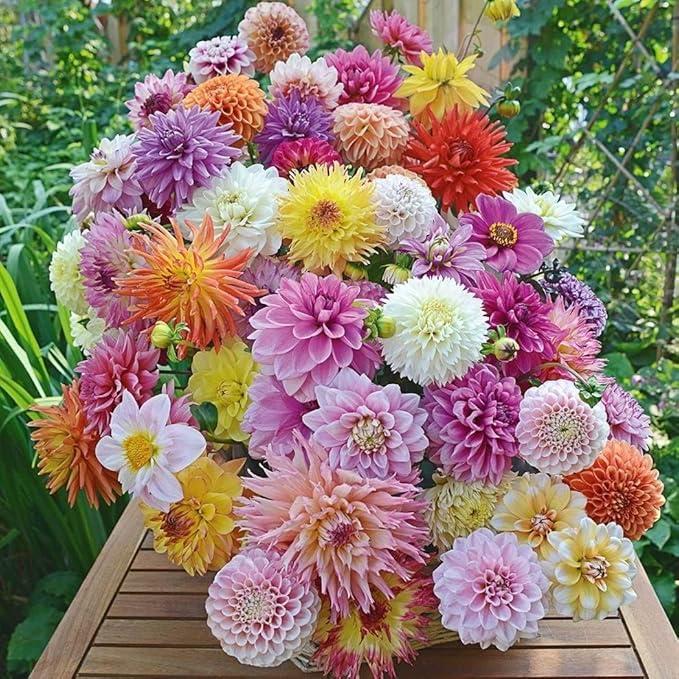 Dahlia Mix Bulbs - Attracts pollinators, Long Lasting Blooms - Mixed Dahlia Flower Bulbs for Stunning Garden Display | Low-Maintenance and Easy to Grow (14 Pack)