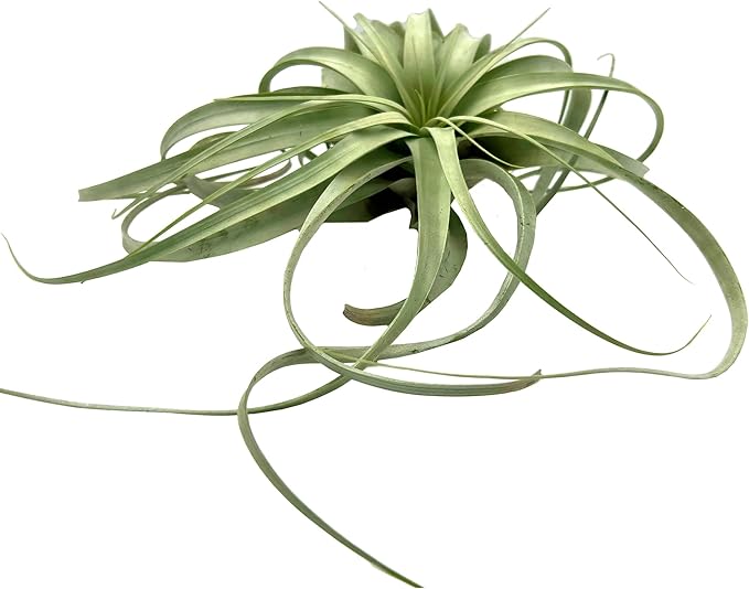 Air Plants - Tillandsia Xerographica, Giant 9-14” - 1ct - Live Arrival Gauranteed - House Plants for Home Decor & Gift