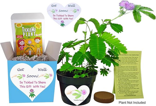 TickleMe Plant Get Well Soon Kit (1 Pack) – Grow A Tickle Me Plant That Reacts to Touch – Leaves Fold Up When You Tickle Them – Full Grow Kit of Sensitive Plants Seeds for Kids to Grow Indoors