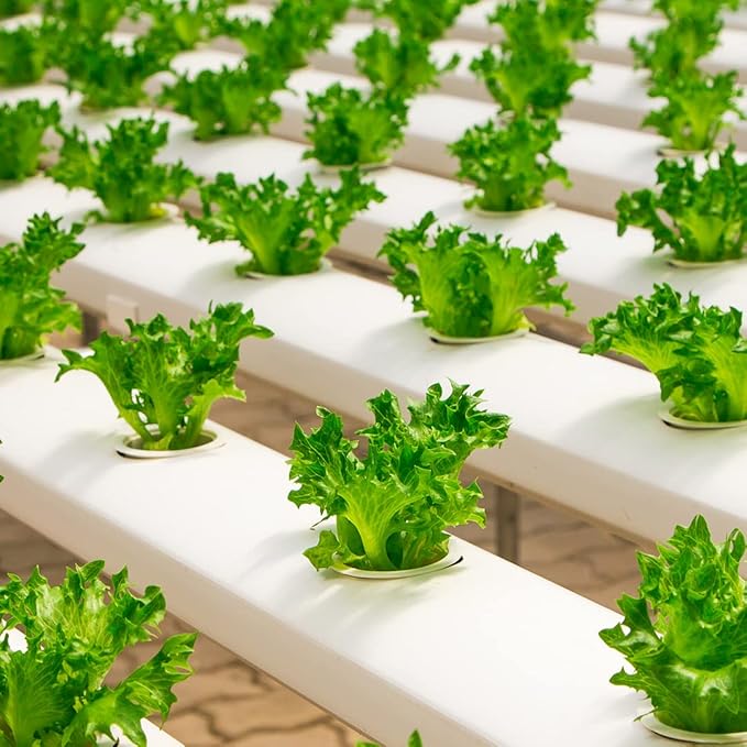 Farm Plastic Supply - Clear Greenhouse Plastic Sheeting - Ultra Durable - 8 mil - (50' x 60') - 4 Year UV Resistant Polyethylene Greenhouse Film for Gardening, Farming, Agriculture