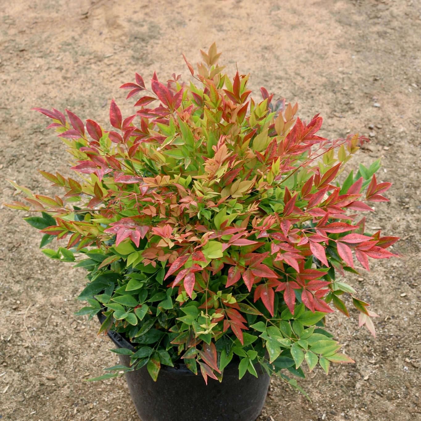 Nandina Gulf Stream - Nandina domestica. Compact Heavenly Bamboo | Year-Round Color | Low Maintenance Shrub | Drought Tolerant | Live Plant (2 Nandina Gulf Stream Bags)