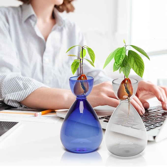 Avocado Vase Avocado Seed Starter Vases Trees Live Plants Growing kit Glass 2pc