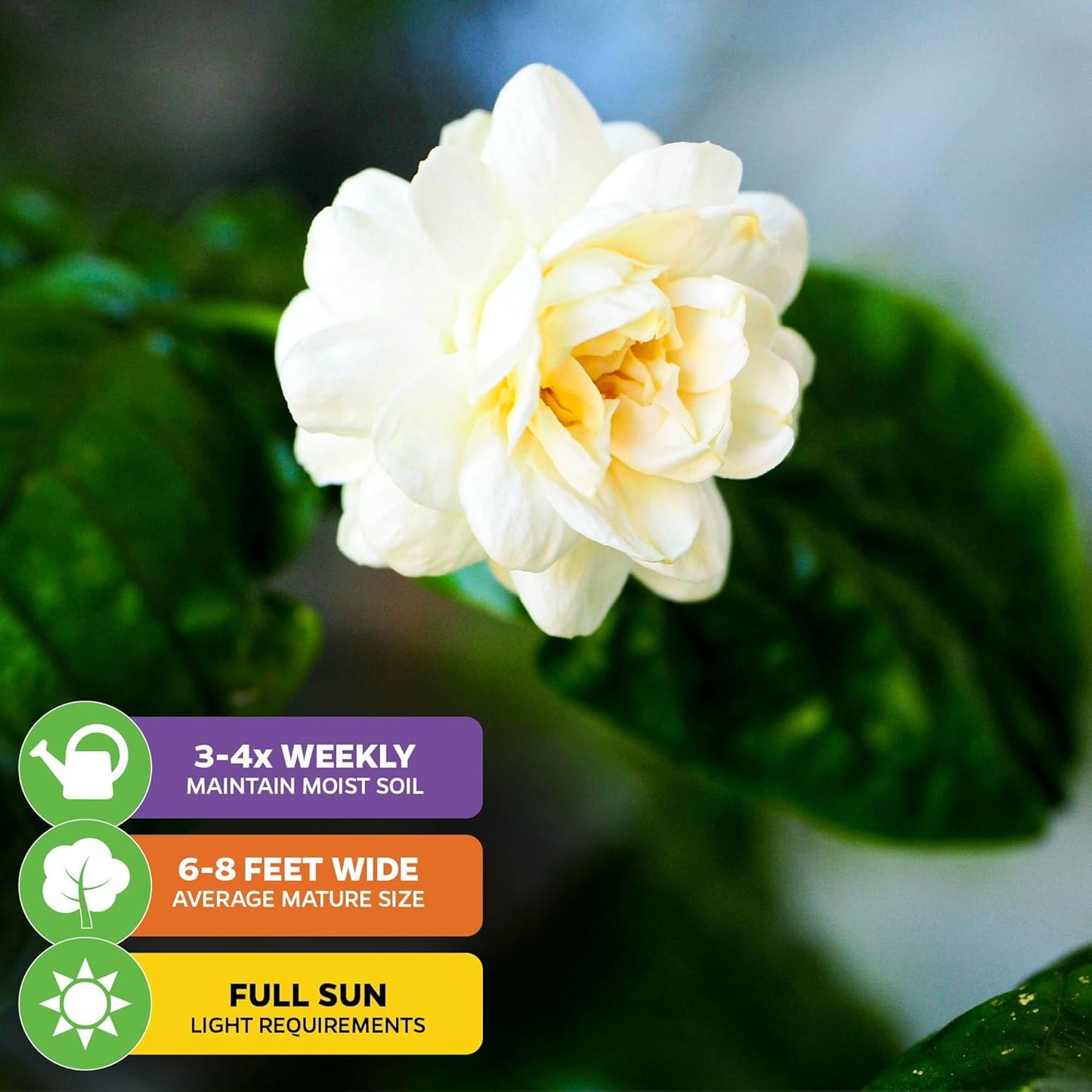 Grand Duke of Tuscany (Arabian Jasmine) - Jasminum sambac by Wellspring Gardens - Starter Plant - Fragrant Large Blooms, Grow Outdoors on Patio or Indoors in a Pot