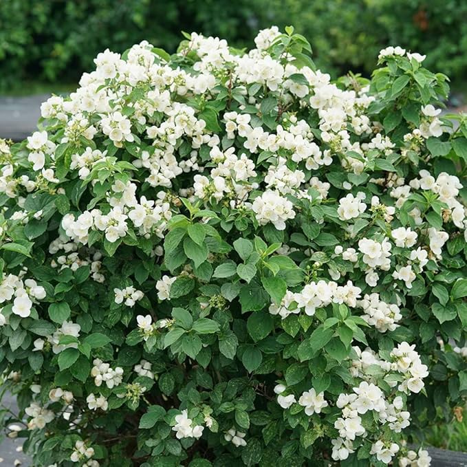 Illuminati Sparks™ Mock Orange - Philadelphus - Proven Winners - 4" Pot