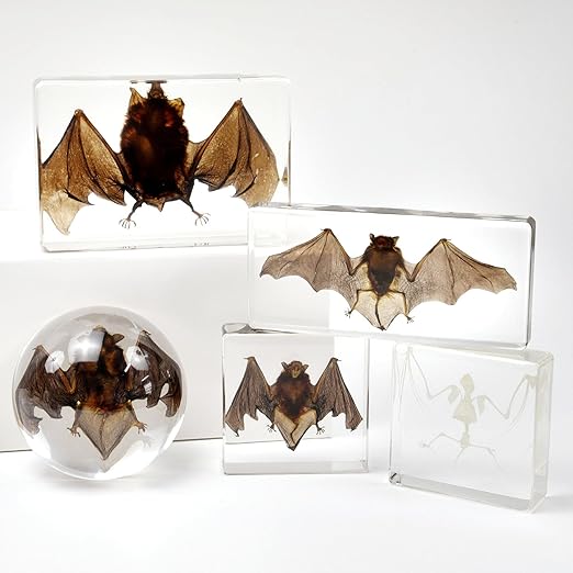 Real Bat Specimens, Resin Animal Specimens, Animal Skulls, Quirks, Biology, for Animal Specimen Enthusiasts, Science Classroom Science Education (Bat 3 x 3 x 1 inch)