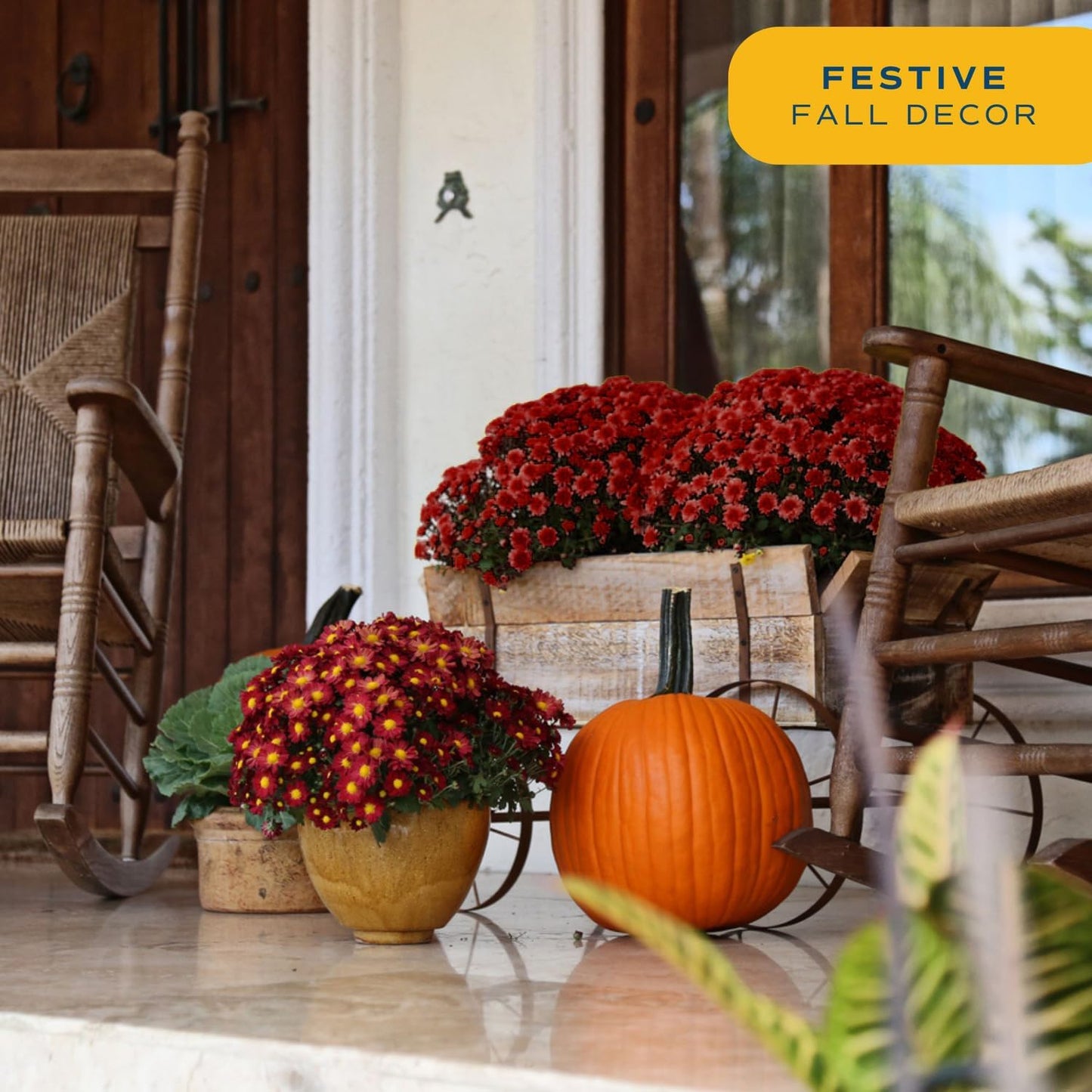 Costa Farms Live Plants – Fall Mums 2-Pack (Red) in Grow Pots | 3 Qt. Seasonal Houseplants & Outdoor Flowers for Porch, Patio, or Garden | Ships in Bud Form for Longer Bloom