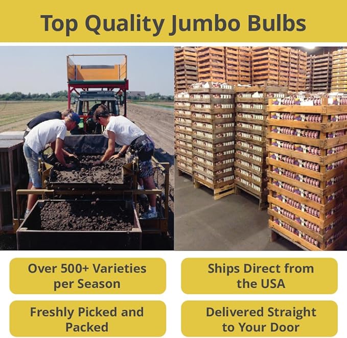 Bearded Iris Flower Bulb Mix - 5 Bulb Value Pack of Assorted Colors - Easy to Grow Fall Planting Bulbs by Willard & May