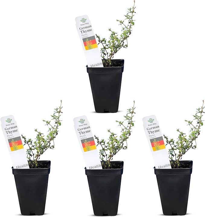 German Thyme Plants - Perfect for Indoor or Outdoor Gardening, High in Antioxidants, Fragrant and Flavorful Herb (4 ger Thyme Cups)