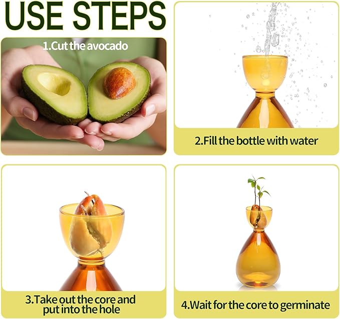Avocado Vase Avocado Seed Starter Vases Trees Live Plants Growing kit Glass 2pc
