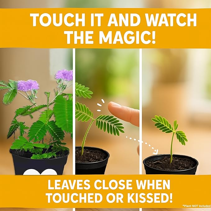 TickleMe Plant Get Well Soon Kit (1 Pack) – Grow A Tickle Me Plant That Reacts to Touch – Leaves Fold Up When You Tickle Them – Full Grow Kit of Sensitive Plants Seeds for Kids to Grow Indoors