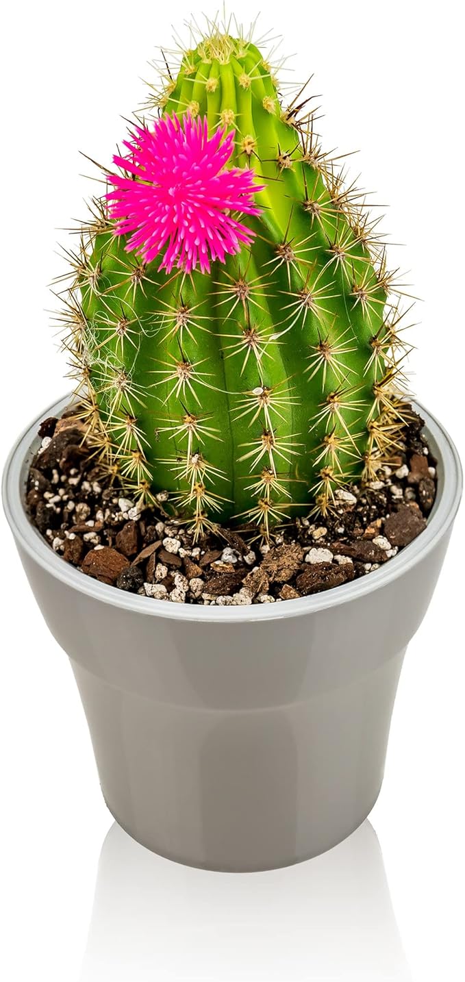 Professional Succulent Soil Premium All Purpose Blend | Pre-Mixed Ready to Use for Cactus and Succulents | Sphagnum Peat Moss, Perlite, New Zealand Pine Bark - Made in USA - 10 Quart