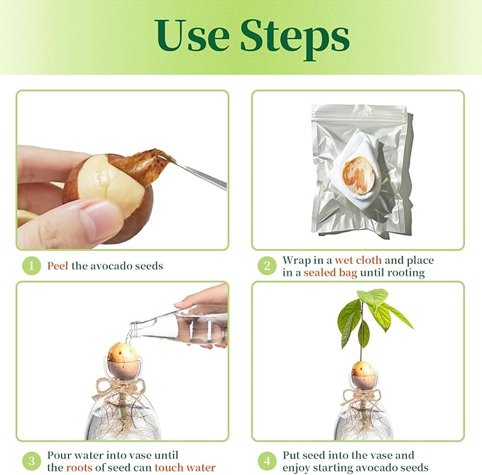 Hewory Avocado Seed Starter Vase: 3 Pcs Glass Avocado Tree Growing Kit Pot for Indoor Plant - Rustic Acorn Vases for Plant Gardening Lovers