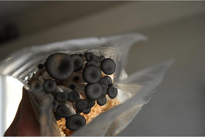 Blue Oyster Mushroom Grow Kit by Oakland Mushroom Co. | Handmade with Organic Ingredients | Ready to Grow | Harvest in 7-14 Days