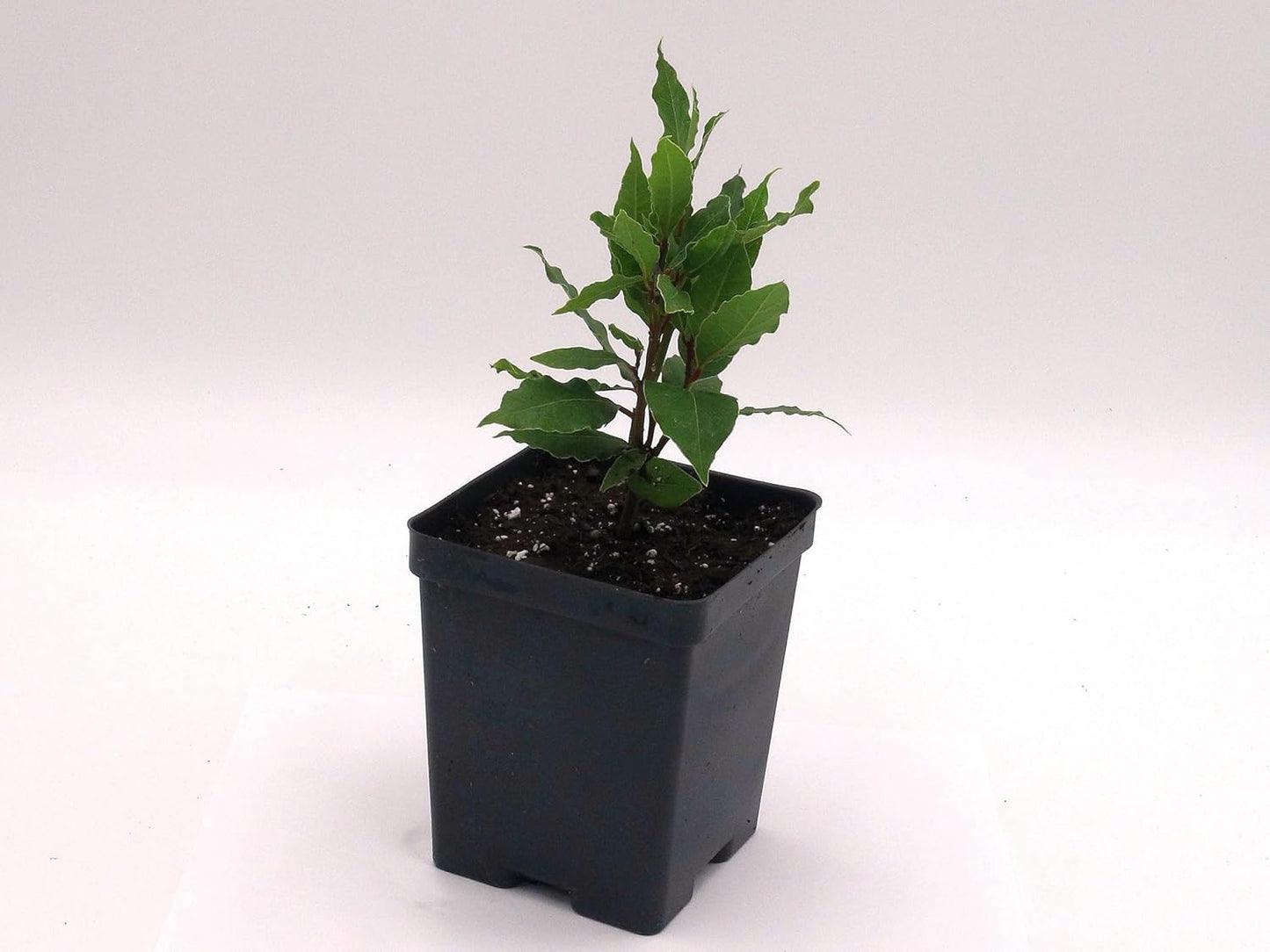 Greenwood Nursery: Live Perennial Plants - Bay Laurel Herb + Laurus Nobilis - [Qty: 5X 2.5 Pot] - (Click for Other Available Plants/Quantities)